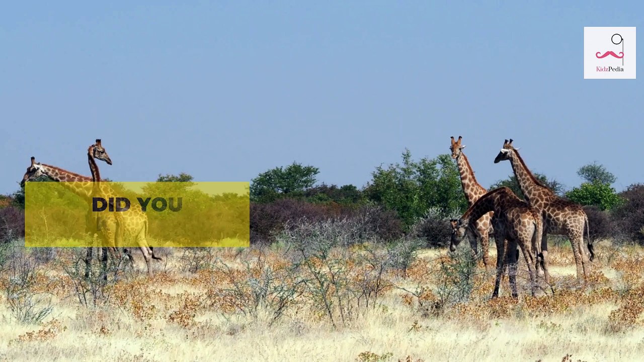 Animals Trivia for Kids #1 | Fun Facts of Animals | Learn about animals