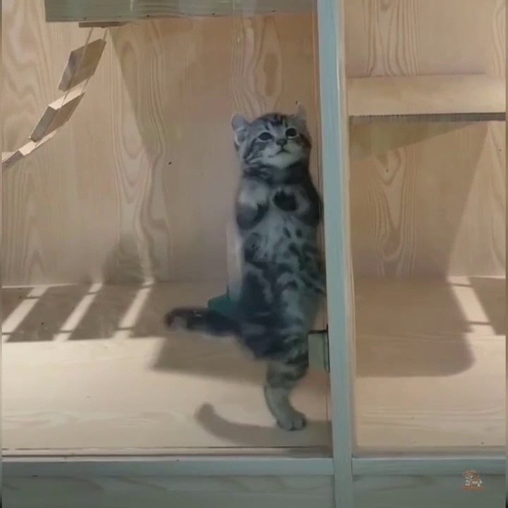 cute Kitten  short