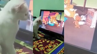 Try not to laugh animals _ funniest cat videos in the world _ funny animal videos 2022