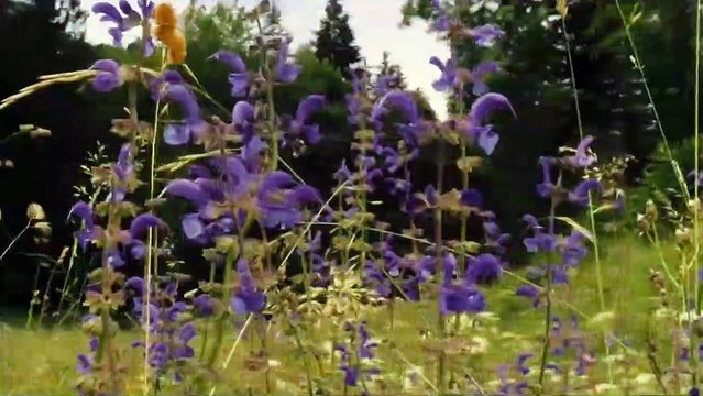 Des abeilles et des hommes Bande-annonce (NL)