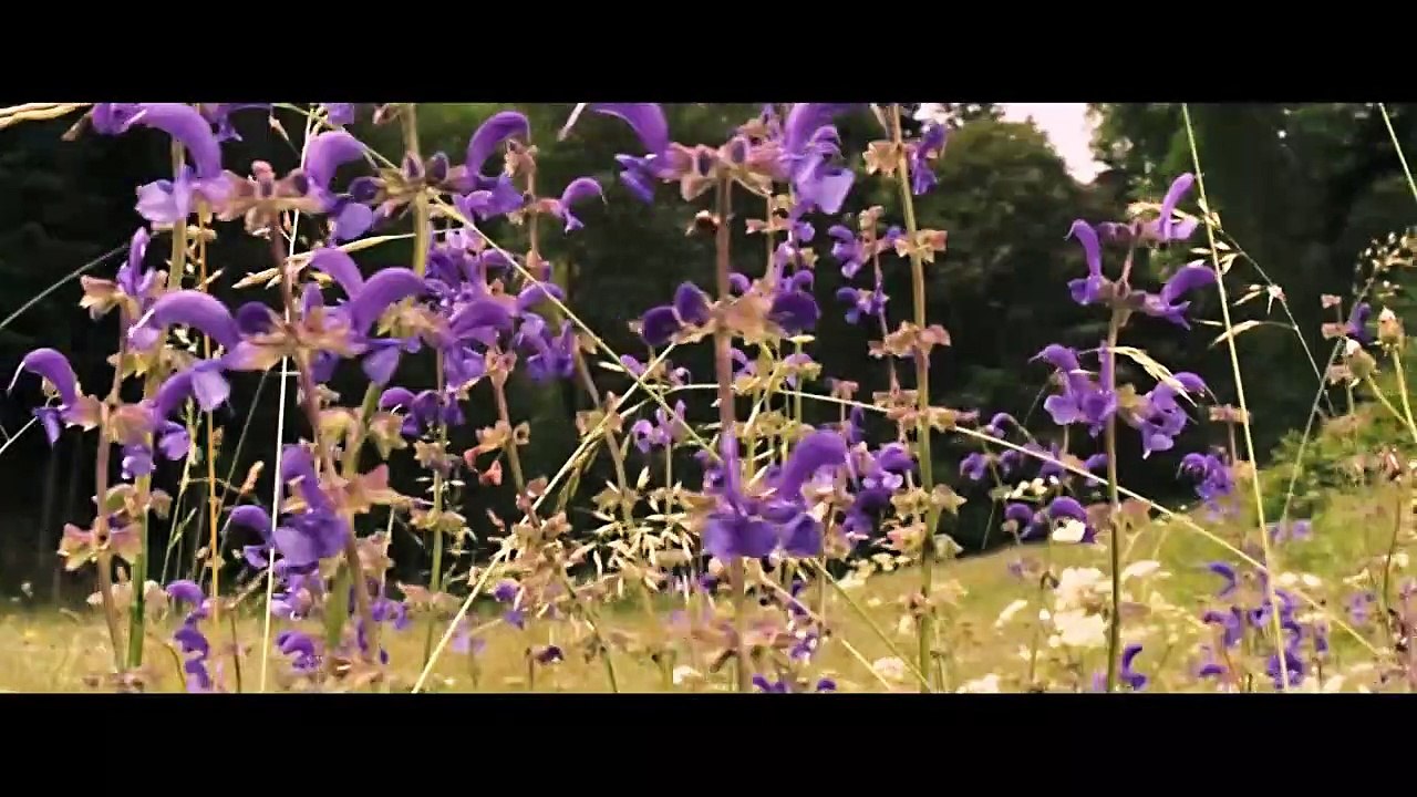 Des abeilles et des hommes Bande-annonce (DE)