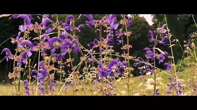 Des abeilles et des hommes Bande-annonce (DE)