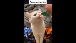 Funny cat video || entertaining cat and dog video || comedy video