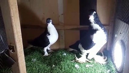 Pigeon very beautiful and nice flying