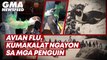 Avian flu, kumakalat sa mga penguin sa South Africa | GMA News Feed