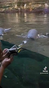 Océanopolis à Brest en Bretagne