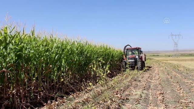 Silajlık mısırın hasadı imece usulü yapılıyor