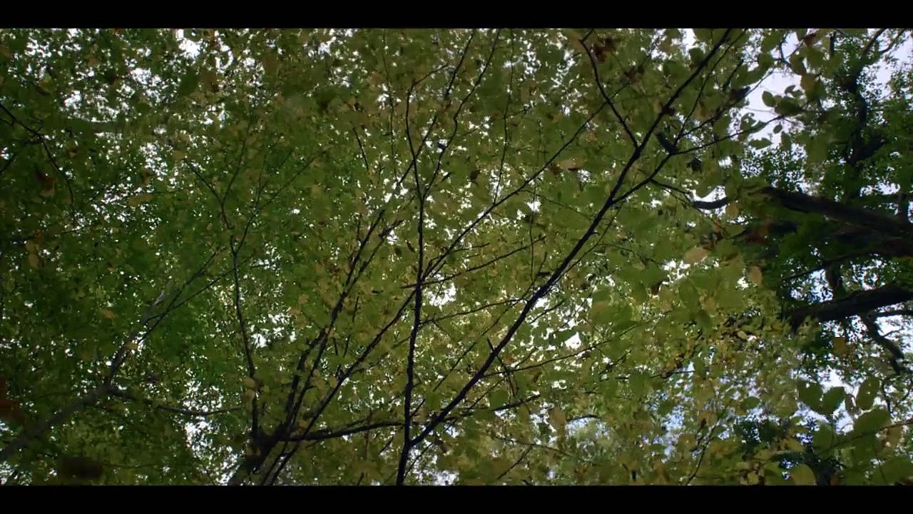 Mit den Augen des Wolfes - Auf Streifzug durch Europa Staffel 1 Folge 1 - Part 01 HD Deutsch