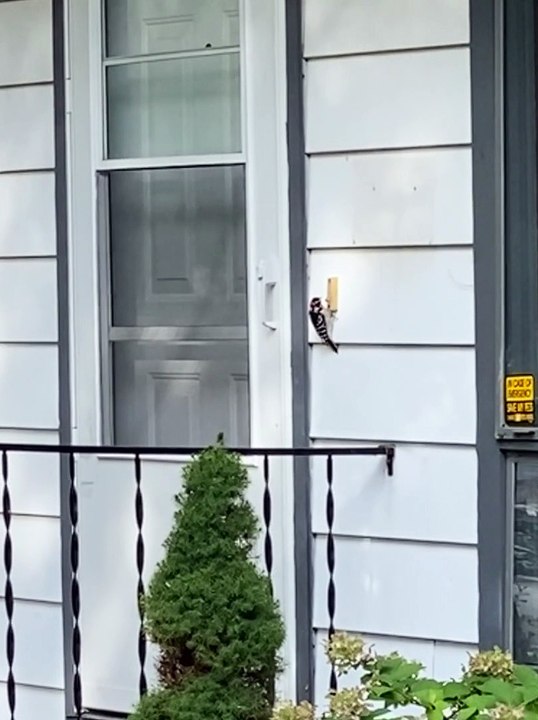 Woodpecker Taps at Doorbell