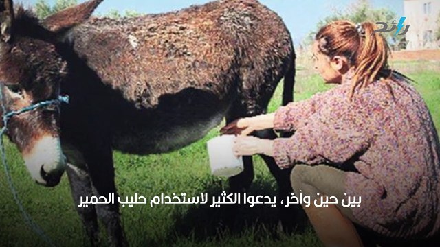 حليب الحمير يتسبب في مفاجئة لسيدة بعد 5 دقائق من تناوله
