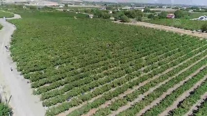Üzümde 81 bin ton rekolte bekleniyor