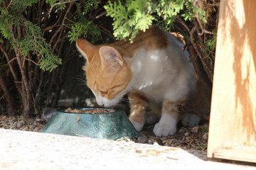 MECLİS'İN 'AFACANLARI'