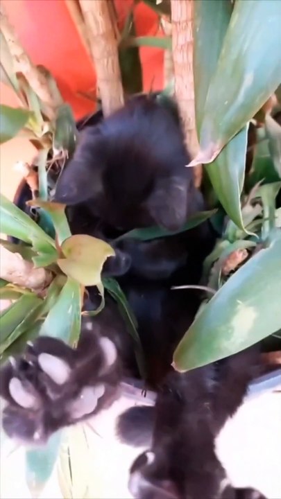 Don't Disturb Cats 