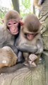 Monkey  #shorts #funny #dog #funnydogs #funnyvideo #comedyvideo #comedy