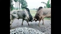 Angry Cow Fight #shorts #funny #funnyvideo #cow #funny #comedyvideo #comedy