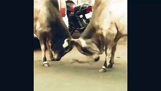 Cow Fighting #shorts #funny #dog #funnydogs #funnyvideo #comedyvideo #comedy  #cow