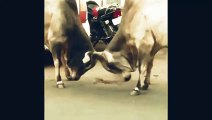 Cow Fighting #shorts #funny #dog #funnydogs #funnyvideo #comedyvideo #comedy  #cow