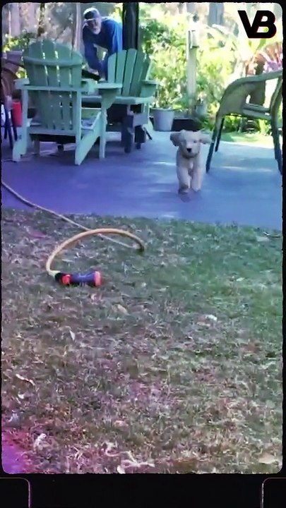 DOGS THAT LOOK LIKE STUFFED ANIMALS #shorts