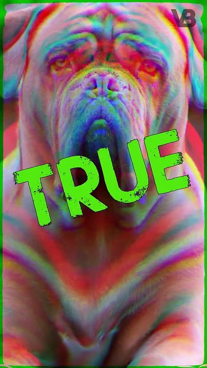 Dogue De Bordeaux Has The Shortest Lifespan #shorts (2)