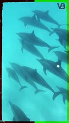 Dolphins Can Get High #shorts