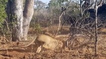 Frightened Mother Warthog Take Down Lion Pride That Hunting and Surrounding Baby - Wild Animals