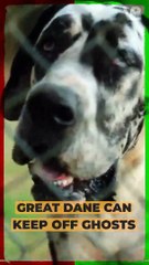 Great Dane Can Keep off Ghosts #shorts