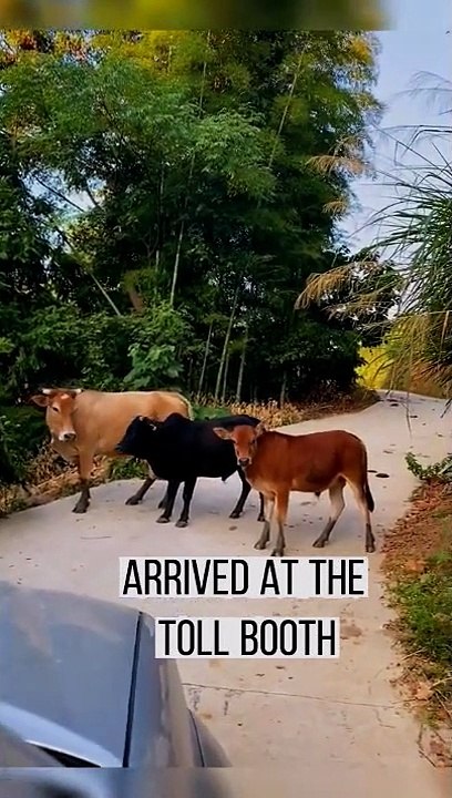 Arrived at the toll booth #shorts #pet #fyp #viral #animals #foryou #funny #funnyvideos #comedy
