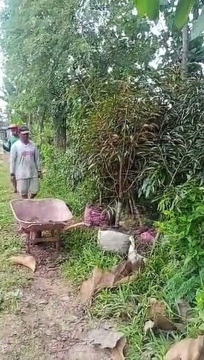 tanam durian
