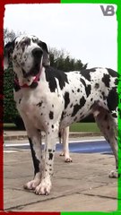 Great Dane Is The Tallest Dog Breed #shorts