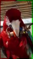 Green Winged Macaw Has A Bite Force Equal To A Leonberger #shorts