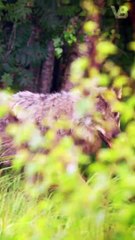 How to Survive from Wolves #shorts