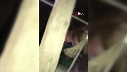 Talihsiz köpeğin başına gelmeyen kalmadı: Önce baş aşağı asılı kaldı, sonra su birikintisine düştü