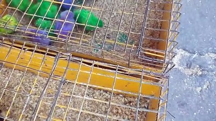 سوق المنصف باي تونس /  سوق الحيوانات