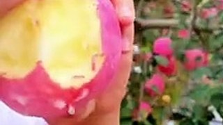 Amazing beautiful Apple fruit eat a woman.
