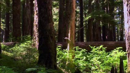 Fantastic Fungi Bande-annonce (EN)