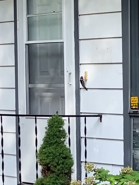 Woodpecker Taps at Doorbell