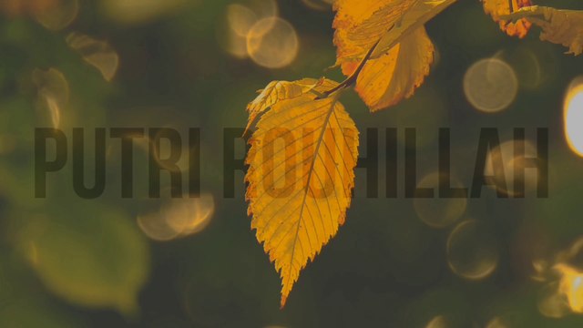 Law Ala Albi - Mohamed Shamy || Lirik Lagu Cover