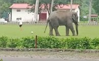فيل يغزو ملعب معسكر جيش في الهند ويركل الكرة.. حيوانات غير مألوفة تقتحم المباريات!