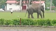 فيل يغزو ملعب معسكر جيش في الهند ويركل الكرة.. حيوانات غير مألوفة تقتحم المباريات!