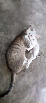 Funny mom Cats and Cute white Kittens playing in India
