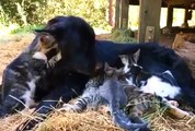The dog mother feeds kitten babies