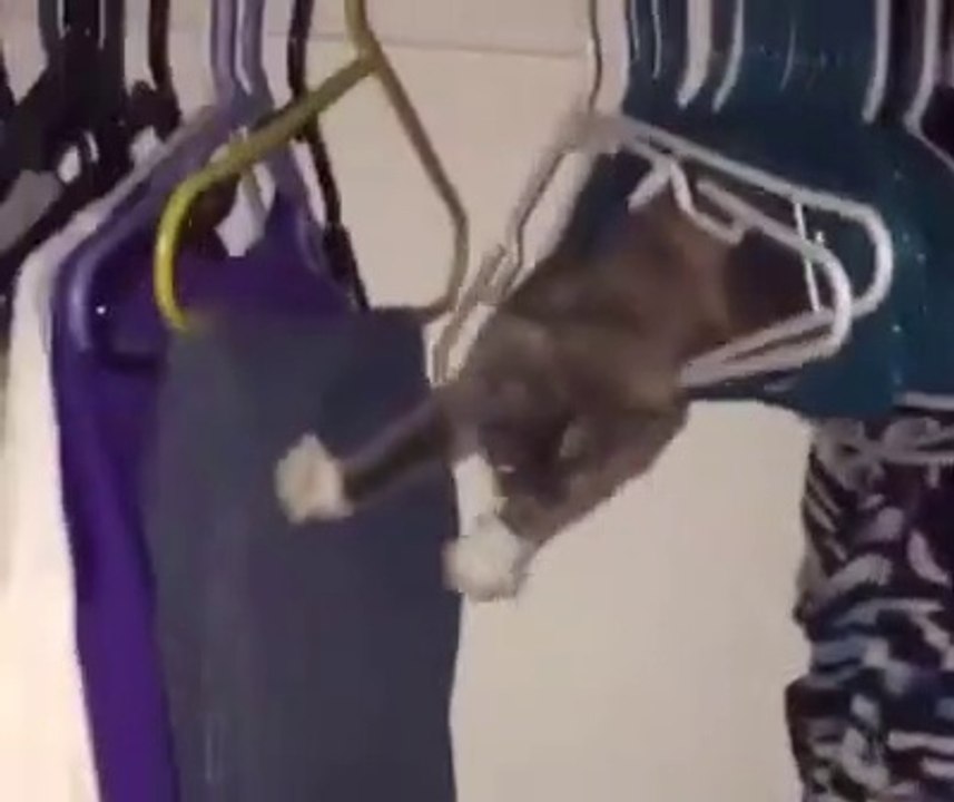 I didn't know that cats could be this...