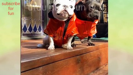 Funny cat videos,funny dog videos,funny animal videos,funny cartoon,funny videos new video