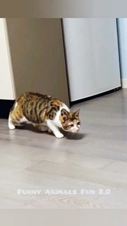 Best Funny Animal Videos compilation. dogs vs cats Try not to laugh 