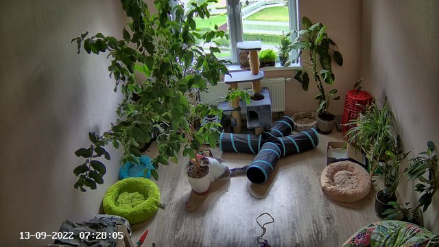 Fluffy Cat Knocks Over Tree Causing Other Cat to Flee