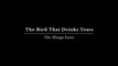 The Bird That Drinks Tears Official Concept Trailer.