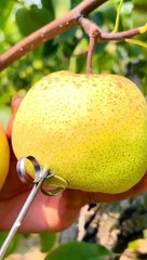 Asia Pears fruit garden / amazing ninja fruits