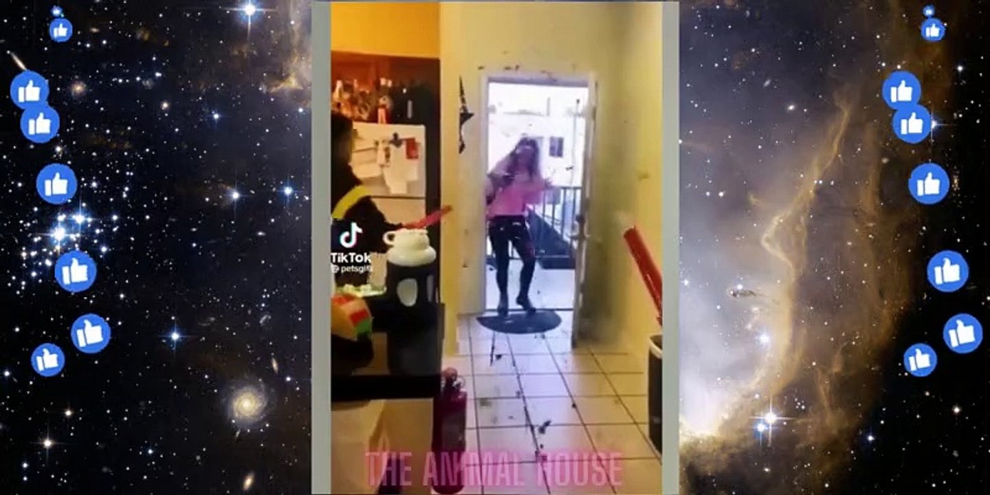 Best Funny Animal Videos 2022 - Funniest Cats And Dogs Video