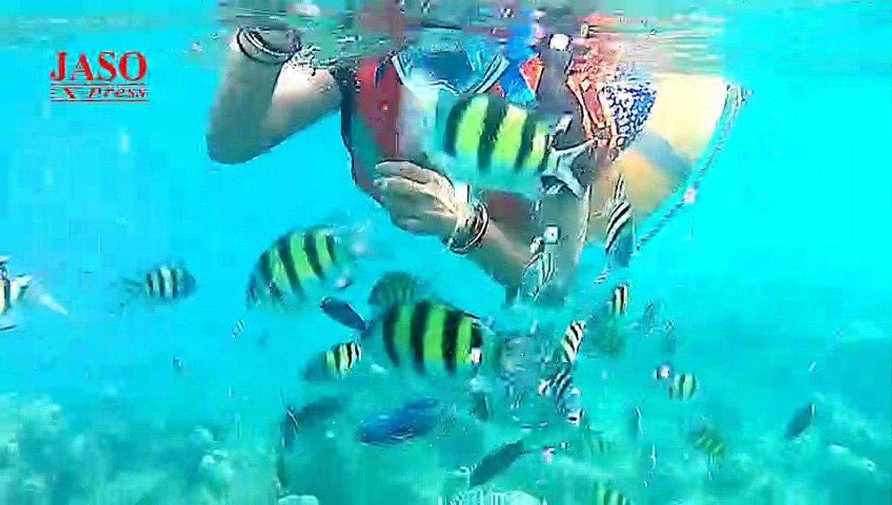 Diving in Elephant Beach, Andaman Nikobar video Dailymotion