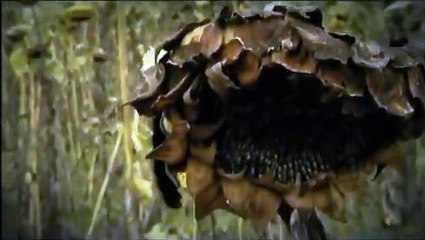 Melancholie der Engel Bande-annonce (DE)